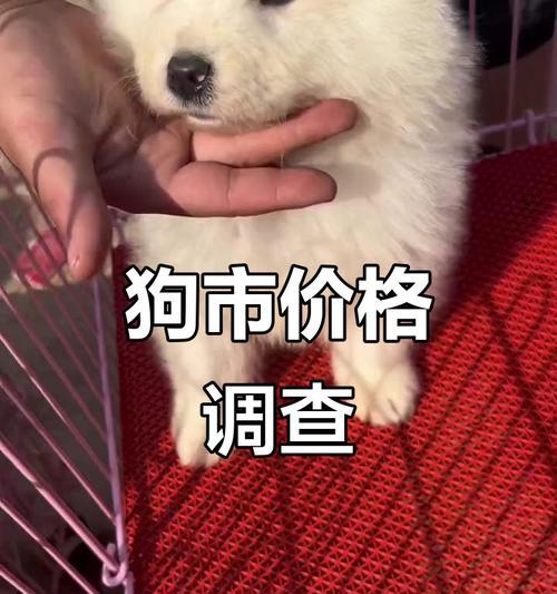 狗狗疫苗费用一览（了解狗狗疫苗的价格和重要性）