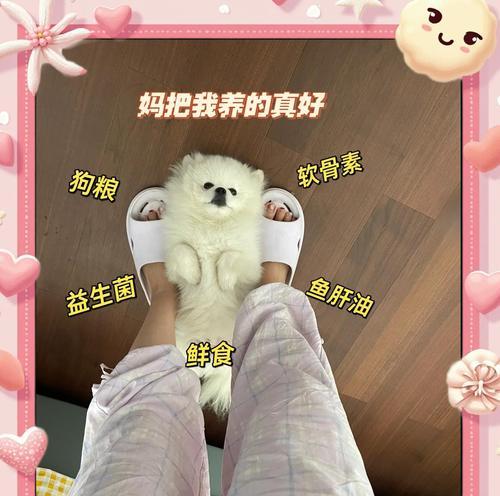小型犬性成熟需要多久？（了解小型犬性成熟的关键因素和时间表）