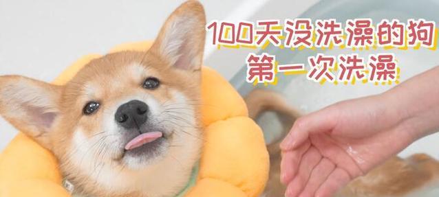 狗的洗澡频率及注意事项（从狗狗出生后多久开始洗澡？）
