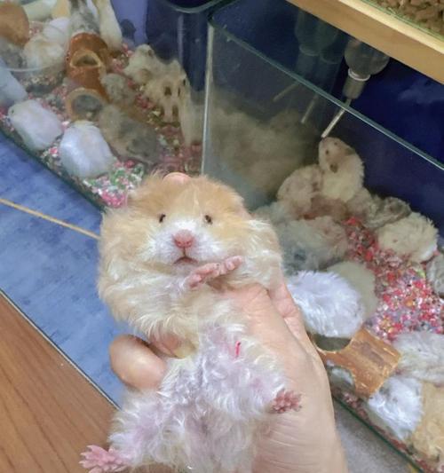 仓鼠（揭开仓鼠的真面目，了解其携带鼠疫的可能性）