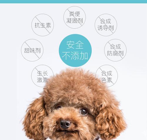 如何正确喂养3月龄的泰迪犬（主人千万不要忽视了这些关键点）