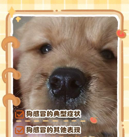 狗狗流产（了解狗狗流产的迹象和可能原因）