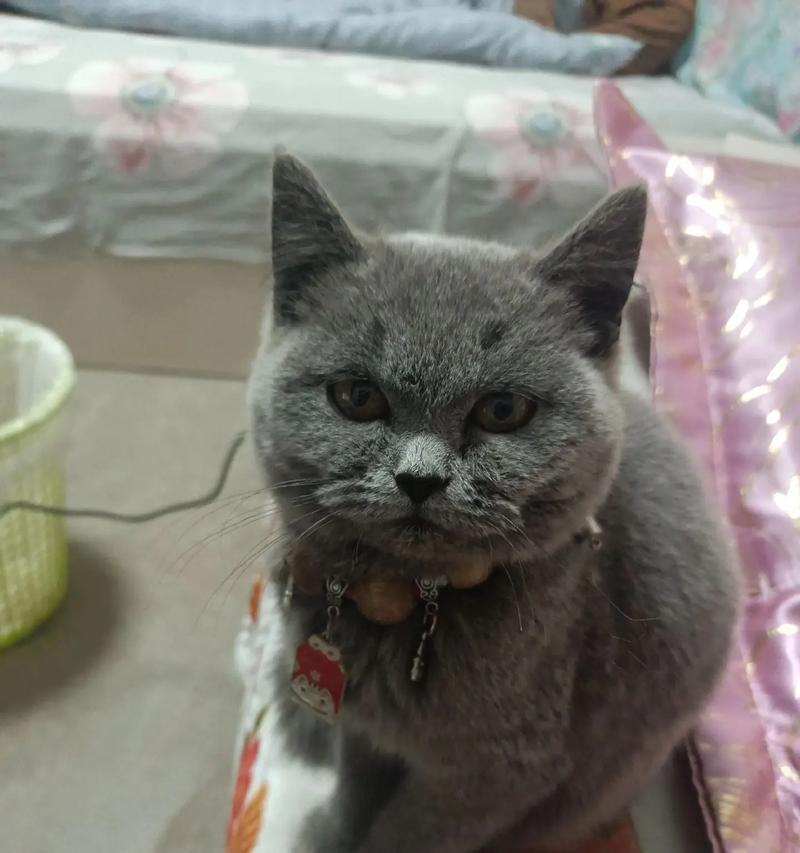探索英短蓝猫（英短蓝猫）