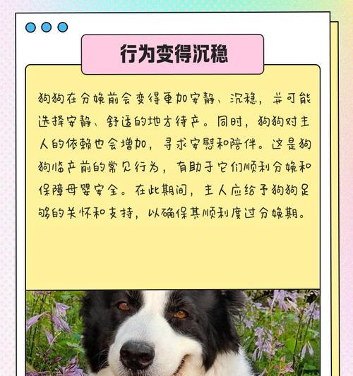 狗狗生孩子需要多久？（探索狗狗的妊娠期和产仔周期）