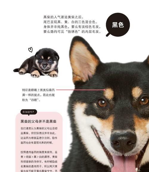 柴犬的高价值与养宠人士的热衷（解析柴犬的独特魅力和受欢迎原因）