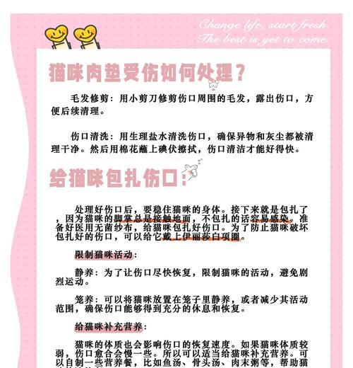 猫受伤恢复需要多长时间？（探寻猫儿伤愈的奥秘）
