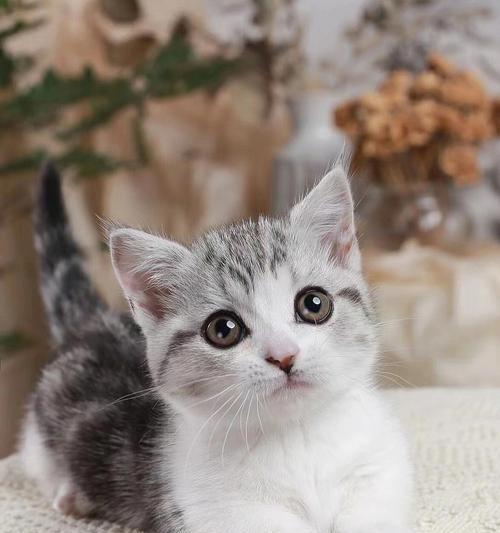 美短猫（探索美短猫受欢迎的原因及其特点）