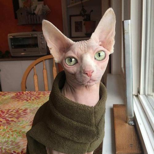 追寻体型庞大，这8个品种的猫咪不能错过！（赶紧来看看这些让人惊叹的巨型猫种！）
