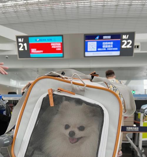 可以上飞机的狗狗品种详解（适合乘坐飞机的狗狗品种和注意事项）