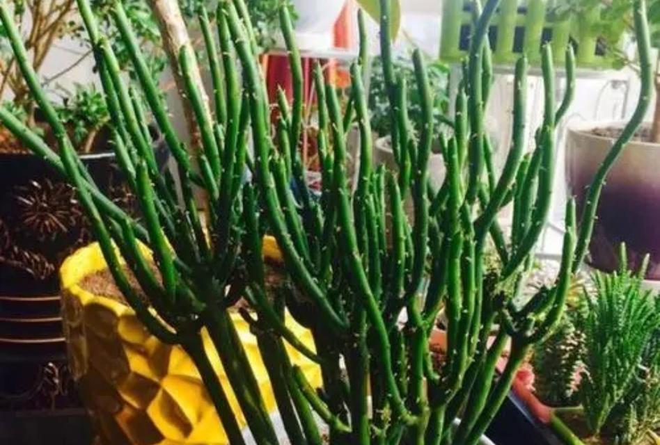 植物被猫咪啃了会导致什么问题？（三种花危害宠物健康，建议远离！）