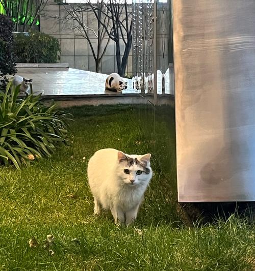 流浪猫为何见人躲避？（揭秘流浪猫躲避人类的原因及行为动机）
