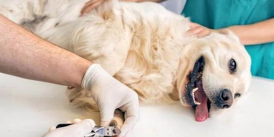 犬瘟不治多久死的残酷现实（揭开犬瘟的致命之谜）