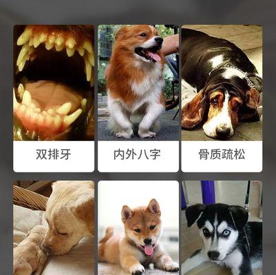 金毛犬补钙三大步骤（为金毛宝宝提供健康的生长环境）