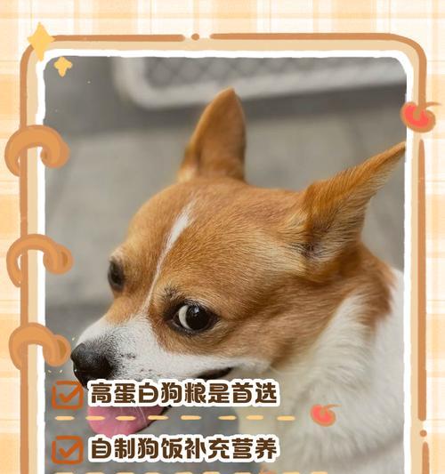 科学喂养狗狗的饮食习惯（了解每天喂食次数和合适的狗粮量）