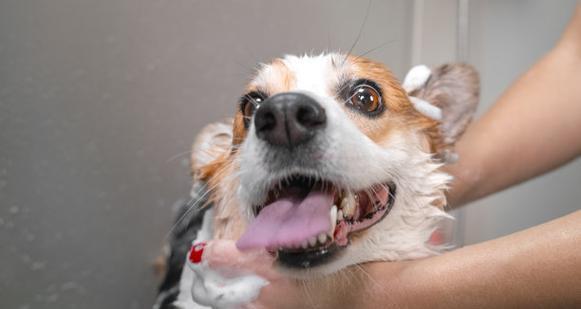 柯基犬的洗澡频率及注意事项（定期洗澡，让柯基犬保持干净与健康）