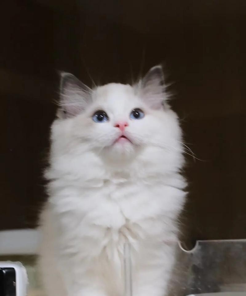 百元猫之乐（探索几百块猫的世界，为生活带来无限欢乐）