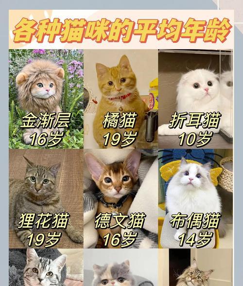 猫咪的睡眠时间究竟有多长？（探究猫咪每天睡眠16个小时以上的原因和好处）