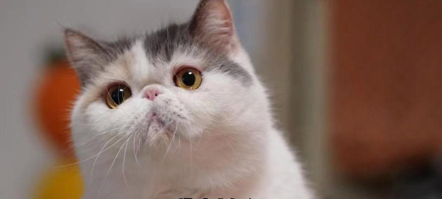 饲养加菲猫的注意事项（加菲猫养殖，如何做到专业化？）