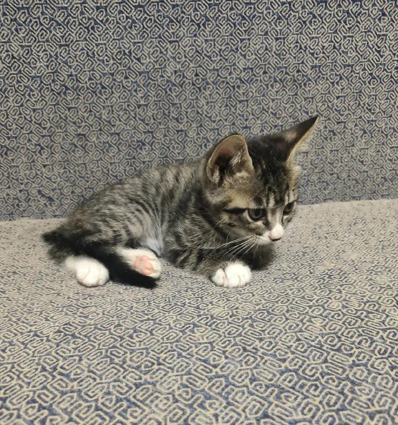 小猫学会使用猫砂的时间及方法（从小猫到成猫，关于猫砂训练的指南）