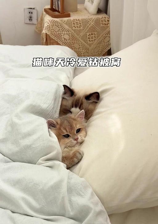 猫咪喜欢钻进主人的被窝的原因（揭秘猫咪喜欢钻进被窝的6个原因）