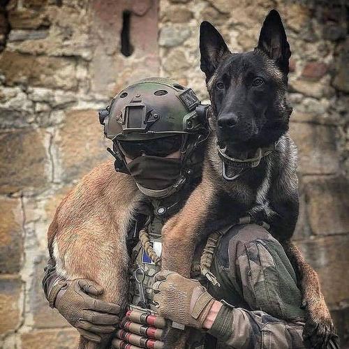 警犬的品种选择与训练（探索哪些狗品种适合成为警犬及其训练要点）