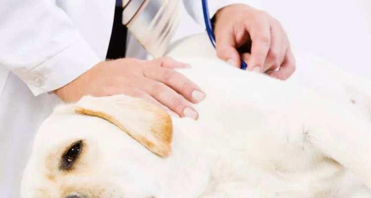 犬细小的潜伏期及（探究犬细小病毒在宿主体内的潜伏时间与传播机制）