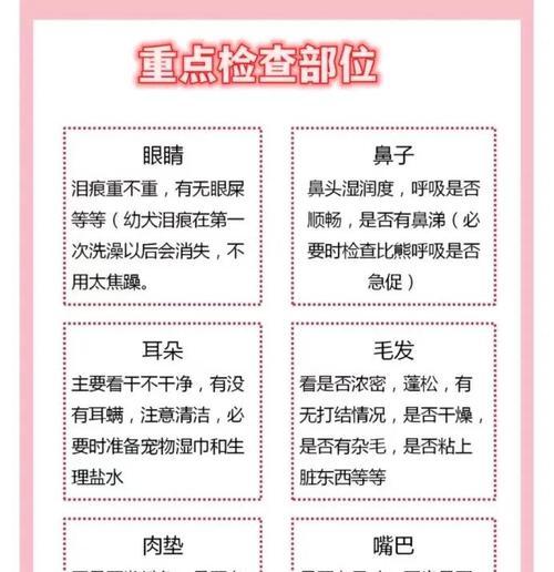 新手喂养金毛的注意事项（如何正确喂养金毛犬，避免常见问题）