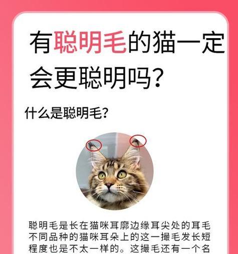 猫咪的毛长全需要多长时间？（揭秘猫咪毛发生长周期及关键影响因素）