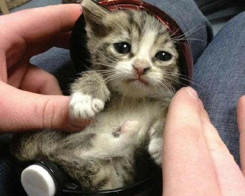 天真无邪的猫宝宝们（纯真的猫咪世界中的奇妙瞬间）
