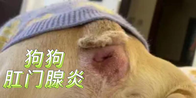 狗狗肛门腺炎的治疗与预防（了解肛门腺的功能与常见问题，有效应对狗狗肛门腺炎）