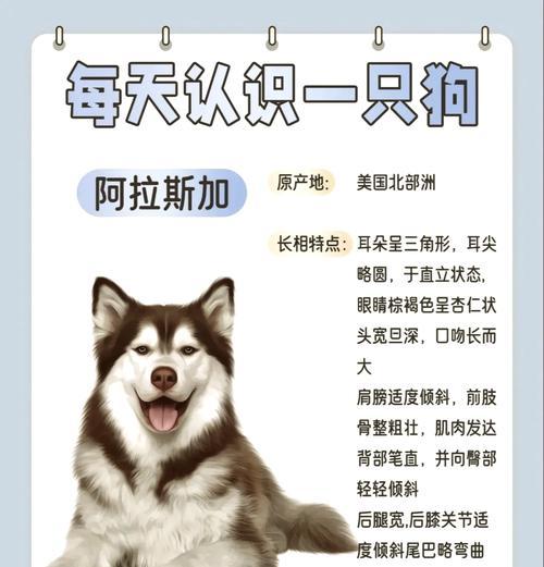 阿拉斯加犬和哈士奇的区别（比较阿拉斯加犬和哈士奇的特点，了解它们之间的差异）