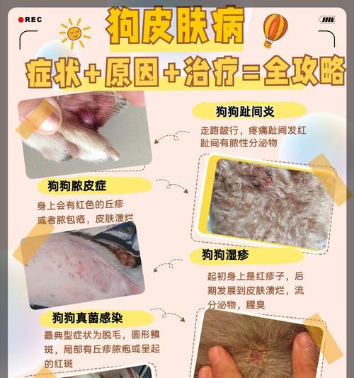 狗狗常见疾病解析（了解狗狗容易患上的疾病，让它们健康快乐）
