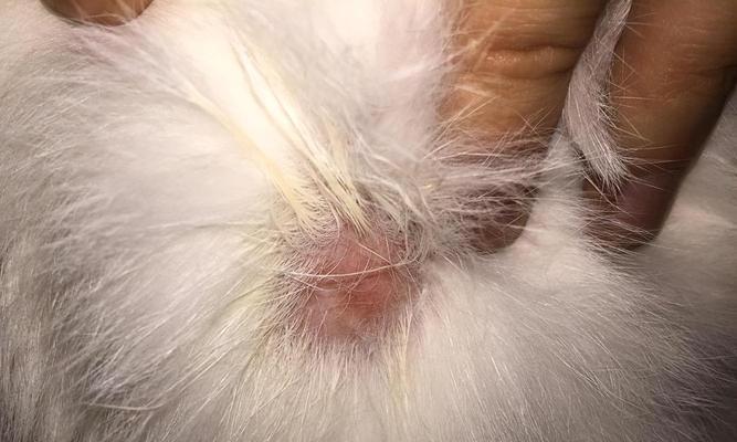 中毒猫咪的急救措施（了解中毒猫咪的症状和应急处理）