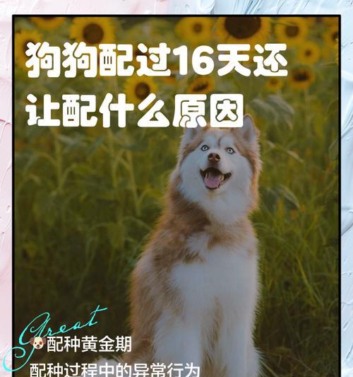 母狗配种后多久生？（了解犬类配种周期及注意事项）