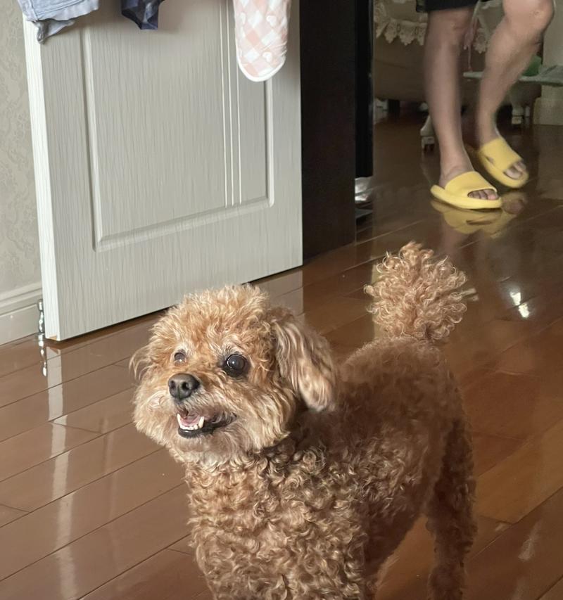 泰迪犬乳线的形成及时间周期（探讨泰迪犬配种后乳线的出现时间和特点）