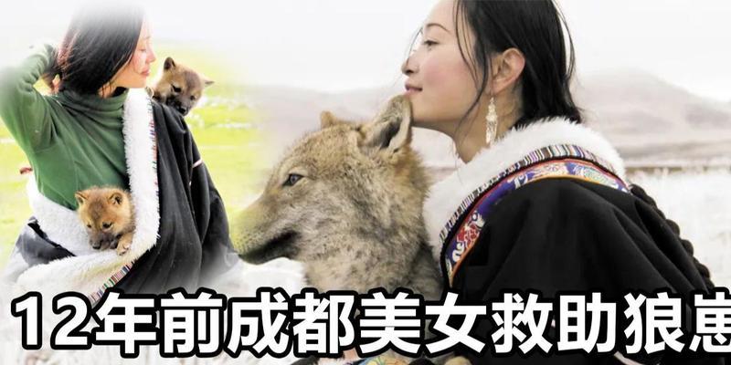 成都女孩与狼儿子的感人故事（真情无界，以狼会报恩）