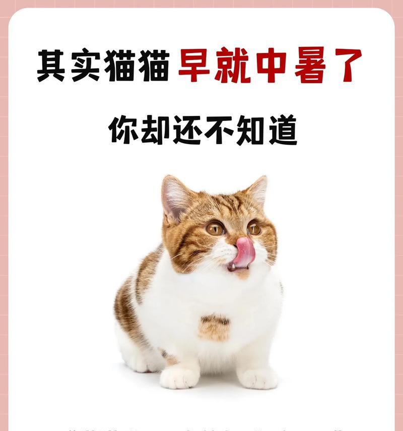 如何帮助猫咪从中暑中恢复（掌握救助技巧，守护爱宠健康）