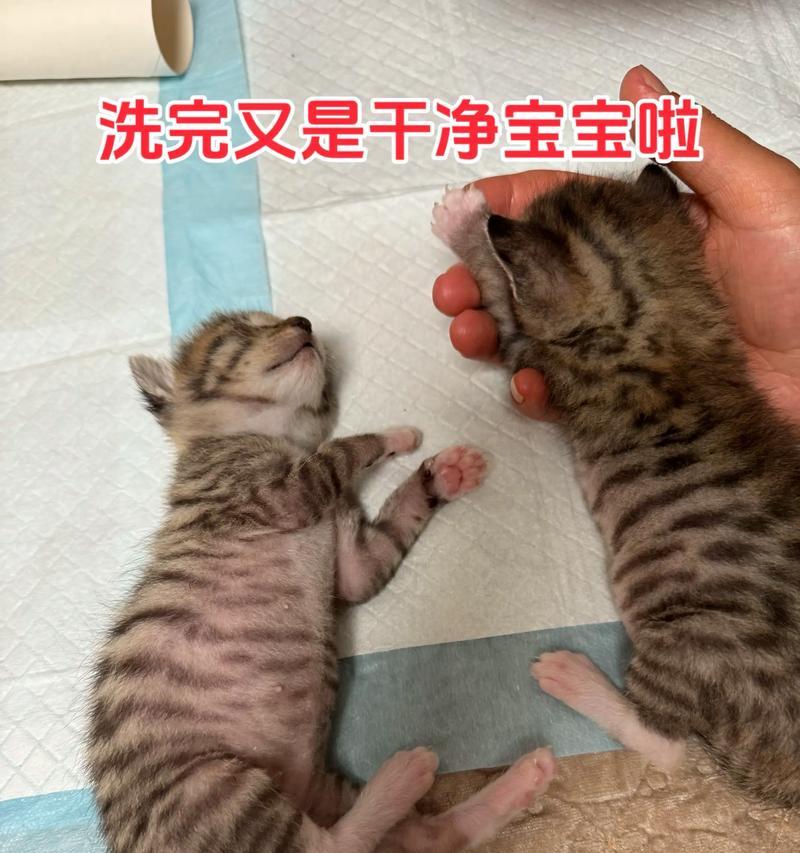 小奶猫拉屎的频率及注意事项（小奶猫拉屎频率的关键因素与日常护理）