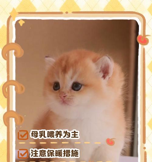 奶猫晒太阳的重要性及时间安排（多久一次最适合奶猫晒太阳？如何保护奶猫在太阳下的健康成长？）