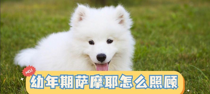 训练萨摩耶听话的有效方法（培养良好行为习惯让萨摩耶成为你理想的伴侣）
