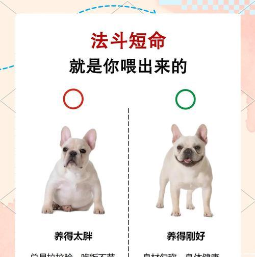 法斗的站立能力与后腿发育时间（探究法斗后腿站立所需时间及相关因素）