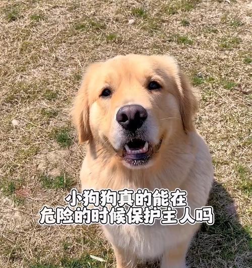 狗狗保护主人的能力及适合保护的品种（了解狗狗保护主人的能力和选择适合的品种）