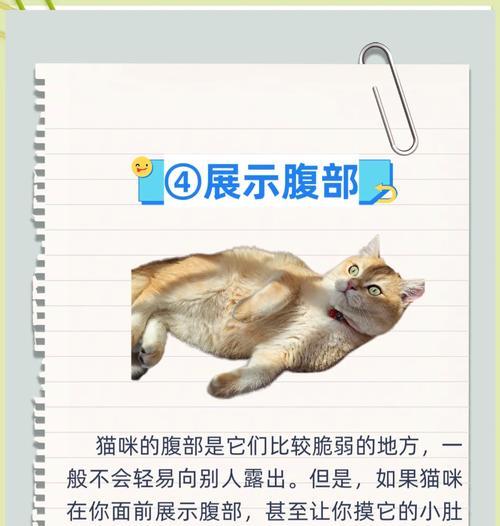 如何分辨猫咪是否与你熟悉（猫咪友谊的标志和行为表现）