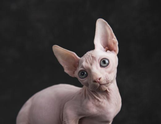 养无毛猫的注意事项（关爱无毛猫宠物生活的细节）