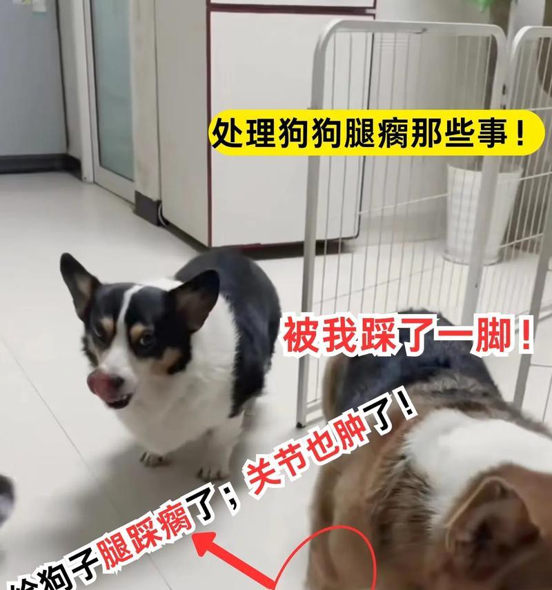 小狗腿被压多久才能好？（探寻小狗腿受伤康复的关键因素）