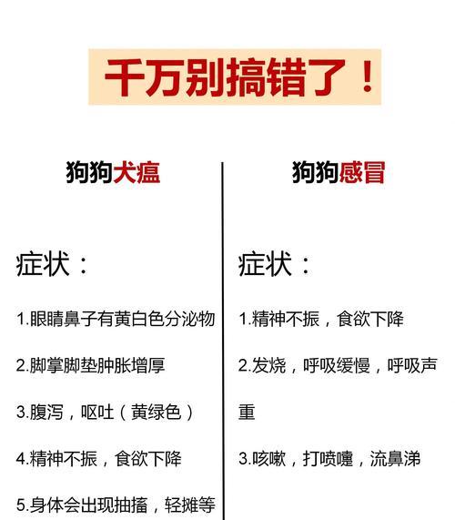 狗狗鼻子感冒的症状及预防措施（了解狗狗感冒的症状，为宠物的健康保驾护航）