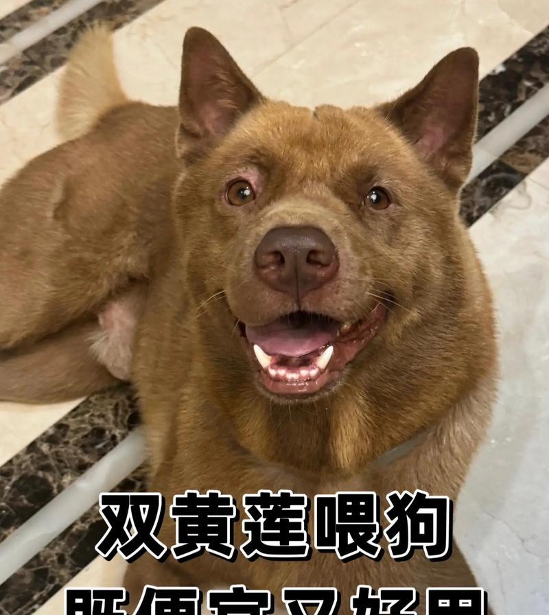 幼犬感冒的治疗措施（如何帮助两个月大的狗狗治愈感冒）