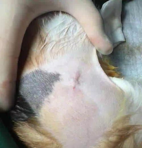 猫咪绝育手术（选择适合猫咪的绝育手术方式，为健康生活铺就基础）