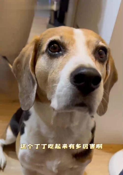 比格犬的禁果之旅（揭秘比格犬不能吃的水果）