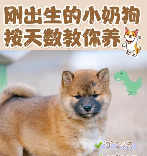 如何养好幼犬？养狗的六招指南！（教你怎么做，让你的幼犬茁壮成长）